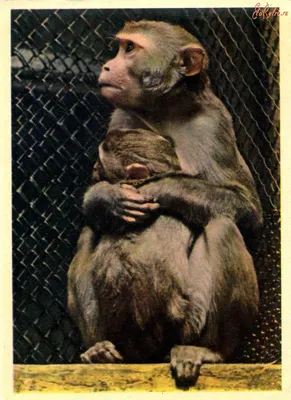 старая обезьяна в африке марокко и естественная фоновая фауна крупным  планом Фото И картинка для бесплатной загрузки - Pngtree