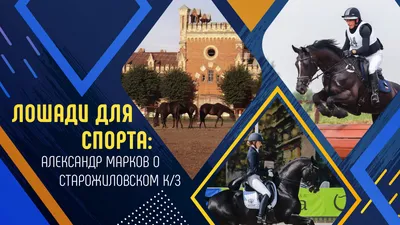 Старожиловский конный завод, Старожилово — лошади, официальный сайт,  экскурсии, усадьба, контакты