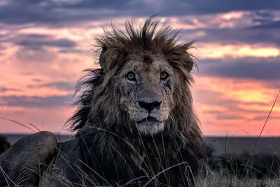 Самый старый лев в мире» умер после того, как его проткнули копьем в  кенийском парке дикой природы: nikolian — LiveJournal