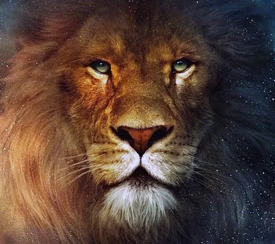 Старый лев, взгляд со стороны Стоковое Фото - изображение насчитывающей  львев, хищник: 36531714