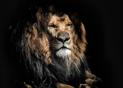 Старейший лев в дикой природе погиб от рук людей (3 фото + 1 видео) »  Невседома