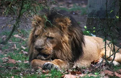Молодые львы напали на старого и нанесли ему серьезные раны. Видео