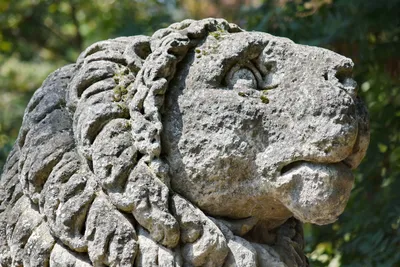 Увезённый из Анапы лев Тигран находится в Старом Осколе и чувствует себя  отлично