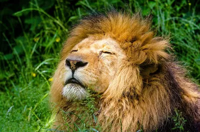 Умер \"самый известный лев в мире\" со шрамом на морде Король зверей и самый старый  лев в кенийском заповеднике.. | ВКонтакте