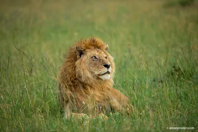 Зоопарк Старого Оскола отказался от анапского льва Тиграна из-за действий  зоозащитников – Коммерсантъ Краснодар