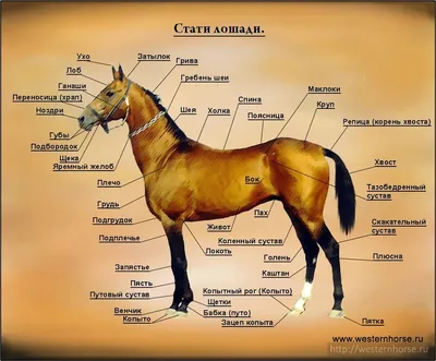 Стати лошади (строение лошадей)