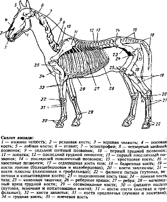 Рассматриваем анатомию лошади: подробное описание и фото