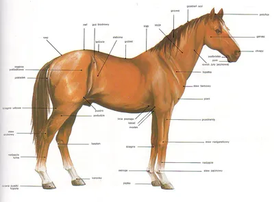 Raiter :: Просмотр темы - Анатомия лошади
