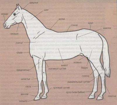 KK Amma-Viktoria - А вы знали?😯🧐 Стати лошади — это разные части ее тела,  которые выполняют определенные функции. Начинающему коннику необходимо если  не знать наизусть, то хотя бы иметь общее представление о