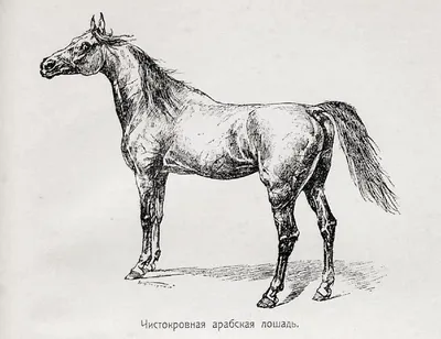 Конь или лошадь :) | Пикабу