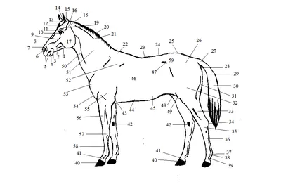 Краткий курс анатомии лошади. Часть 1: стати лошади, направления и  плоскости. | EquiLife.ru - Первый Конный журнал online