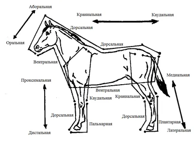 Краткий курс анатомии лошади. Часть 1: стати лошади, направления и  плоскости. | EquiLife.ru - Первый Конный журнал online
