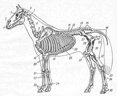 Вакцинация лошадей. От чего нужно прививать лошадь и как часто? Разбираем  вопрос. | Авгиева конюшня | Дзен