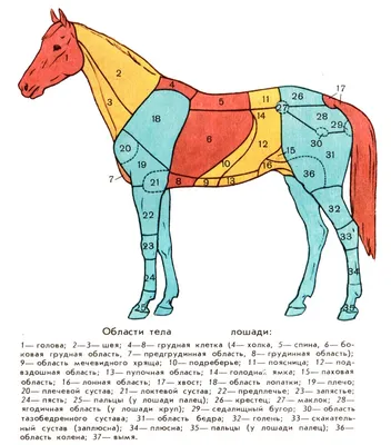 Стати экстерьера лошади, живот круп хвост задние конечности мускулатура  лошади бедро голень пороки недостатки скакательного сустава плюсна лопатка  лошади