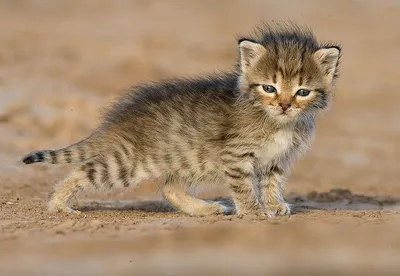 Планета животных - Африканский степной кот | Facebook