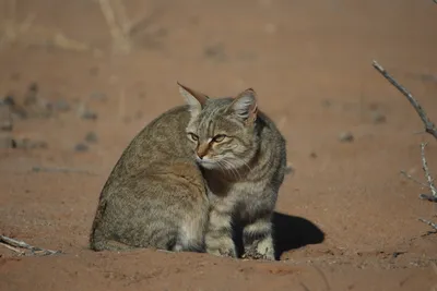 Африканский дикий степной кот,полный…» — создано в Шедевруме