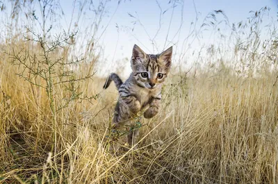 Степной кот :: Владимир Шадрин – Социальная сеть ФотоКто