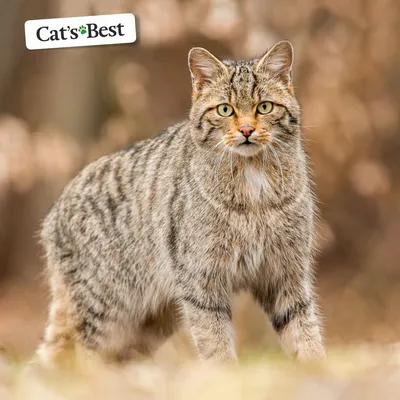 Африканская степная кошка | Cat's Best | Дзен