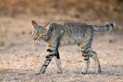 Африканская степная кошка | Пикабу