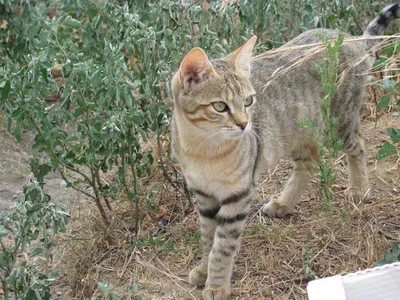 Каракал и степной кот попали в фотоловушку в Мангистауской области