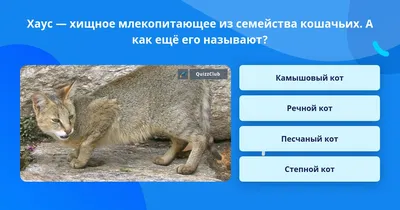 Астраханец снял на видео конфликт лисицы и дикого кота | Газета ВОЛГА