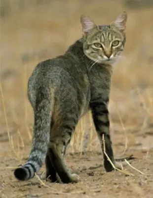 Дикий лесной кот: Ненавидит людей, убивает оленей | Книга животных | Дзен