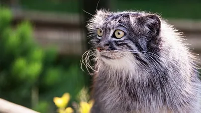 Манул - кот, победивший время (фото и видео) | STENA.ee