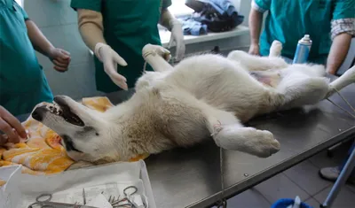 Hoiupaiga Loomakliinik - Шов после стерилизации собаки | Facebook