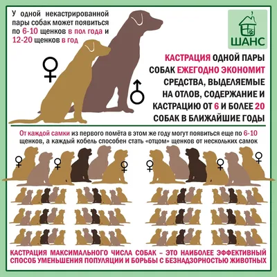 Стерилизация домашних собак В Подольске по низкой стоимости