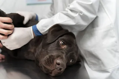 Стерилизация собак – как происходит, методы и послеоперационный уход