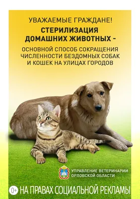 Стерилизация собак – решение проблемы бездомных собак | Официальный сайт  Суккуловский сельсовет