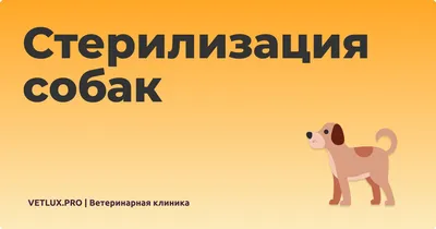 Стерилизация собак в Москве, цены в сети ветеринарных клиник Vetglobal