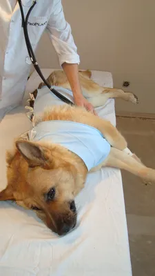 Уход за собакой после стерилизации ᐈ Зоомагазин MasterZoo