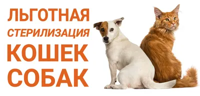 Стерилизация (кастрация) собаки в Нижнем Новгороде ❤️ Цена от 4000 руб