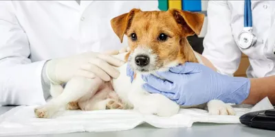 Стерилизация собаки в клинике «ПЕГАС», сколько стоит стерилизация собаки в  Красногорске, стоимость услуг