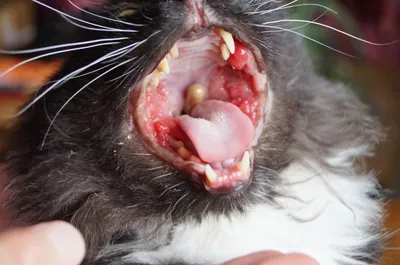 Стоматит у кошек - лечение гингивита, заболеваний десен у кошек в Москве.  Ветеринарная клиника \"Зоостатус\"