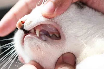 Стоматит у кошек - профилактика и лечение. | Лапа помощи | Дзен
