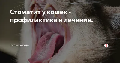 Коты и состояние их зубов. | Котобанда | Дзен