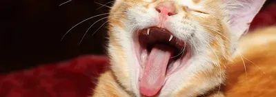 Стоматит у кошки: признаки, симптомы, лечение и профилактика | Hill's