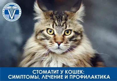 Стоматит у кошек | Причины, симптомы и лечение