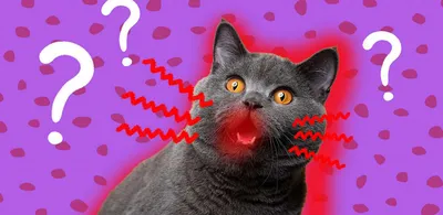 В чём опасность стоматита у котов? | ВетМобиль | Дзен