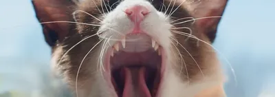 Заболевания зубов, полости рта и десен встречаются у кошек очень часто. Но  чаще всего это: 🔸гингивит — это воспаление слизистой оболочки… | Instagram