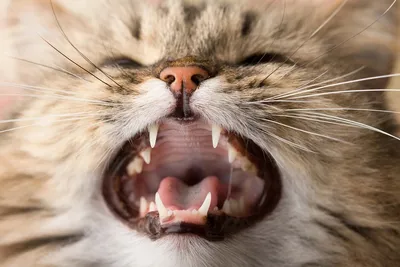 Лимфоплазмацитарный стоматит кошек | Ветеринарная клиника доктора Шубина