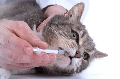 Воспаление ротовой полости у кошки: симптомы, диагностика, лечение | Hill's