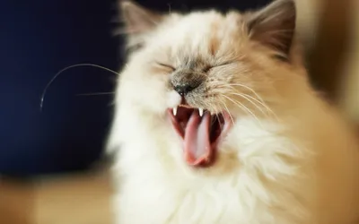Стоматит у кошек: симптомы на фото и лечение болезниВетлечебница Рос-Вет