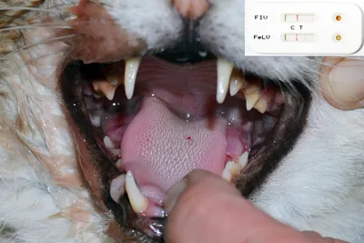 Лечение гингивита, пародонтоза и стоматита для кошек и собак, 15 мл -  купить с доставкой по выгодным ценам в интернет-магазине OZON (1253643442)