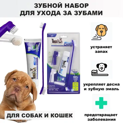 Лечение стоматита у домашних животных в Екатеринбурге