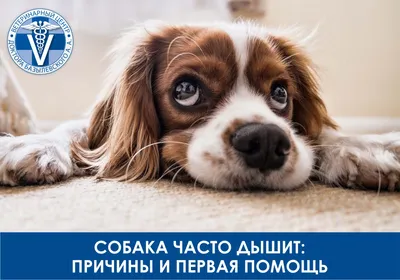 Санация ротовой полости | Ветеринарный центр Честер, г. Санкт-Петербург