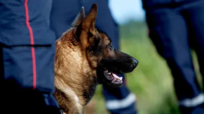 10 Самых Лучших Охранных и Сторожевых Собак - YouTube