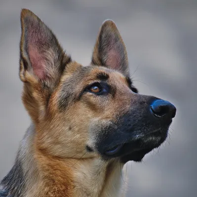 Сторожевые собаки не спасли коттедж от ограбления - Российская газета